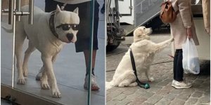 A good dose of positivity: 20+ funny photos with dogs (30 photos)