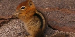Chipmunks (13 photos)