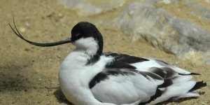 Avocet: Opener bird. Why does their beak stick up? (7 photos)