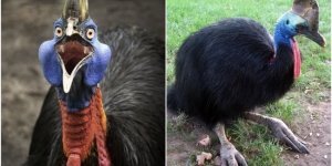 Ученые выяснили, каких птиц люди приручили задолго до кур (7 фото)