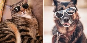 Pets who tried on their owner's glasses and proved that the optics suit them better (15 photos)