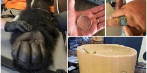 20 привычных для всех вещей, нетипичные размеры которых поражают (21 фото)