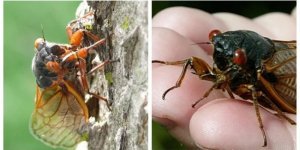Чому американські цикади десятки років ховаються у землі (5 фото + 1 відео)