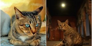 Почему вездесущих кошек практически нет в Индии (6 фото)