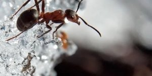 The anthill never sleeps. How do ants survive winter in our latitudes? (5 photos)