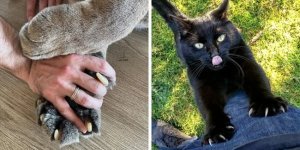 Claws are a terrible weapon (21 photos)