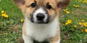 Забавні та милі собачки (20 фото)