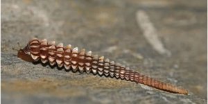 Уникальные улитки, которые гроздями висят в пещерах Кубы (5 фото)