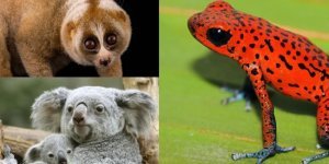 Милые, но опасные: несколько видов животных, которые могут неприятно удивить (15 фото)