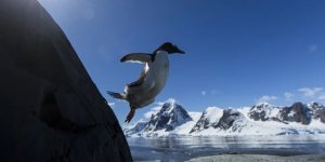 Бронежилет из жира. Почему пингвины безболезненно бьются о скалы, а белые медведи не боятся пуль? (5 фото)