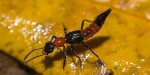 Педерус:  Этот ядовитый жук мог быть причиной казни египетской! Ведь  токсин действует с огромной задержкой (8 фото)