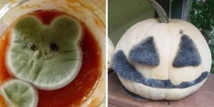 Снимки плесени, которую так и хочется погладить да потискать (17 фото)