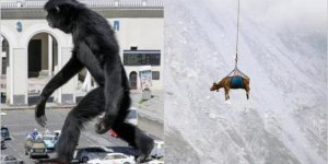 Гиббон-великан и летающие коровы: 16 самых абсурдных и странных фото 2021 года (17 фото)
