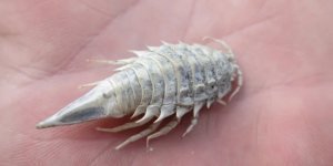 Sea cockroach: a strange creature often found in canned fish (8 photos)