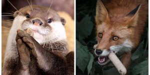 Милые и опасные попрошайки, которым невозможно отказать (13 фото)