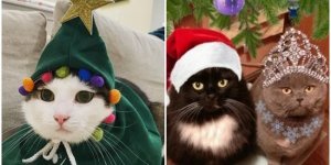 Ошатні котики, які готові до зустрічі Нового року (13 фото)
