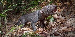 Тайра:  «Котопёс» в реальности. Лает, но не собака. Лазает  по деревьям, но не кошка. Приручается,  но не домашнее животное (6 фото)