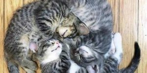 Забавні та милі котейки (20 фото)