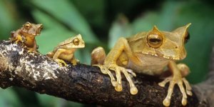 Квакша-трикутка: полює на родичів і носить дітей на спині (8 фото)