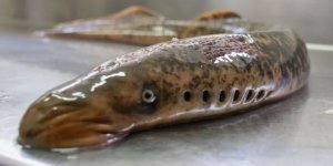 Морские миноги: кто они такие с точки зрения биологии? (11 фото)