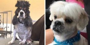 Стрижка не удалась: животные, у которых был неудачный поход к грумеру (17 фото)