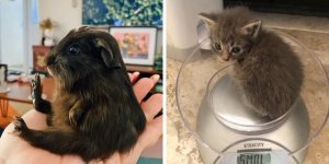 Животные, которые весят не больше килограмма, но при этом вызывают целую тонну умиления (17 фото)
