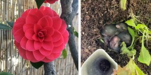 35 цікавих фото з онлайн-спільноти для садівників (36 фото)