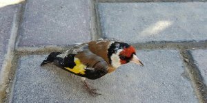 Goldfinch: Not an insult, but a compliment! “Luxury sparrows” that are perfect in everything (9 photos)