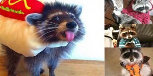 Модные еноты: интересные костюмчики для мохнатых разбойников (16 фото)