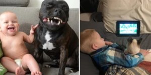 20 proofs that no child should grow up without a pet (17 photos + 3 videos)