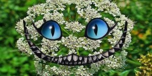 Омежник шафранный: растение, которое заставляет улыбаться перед смертью (5 фото)