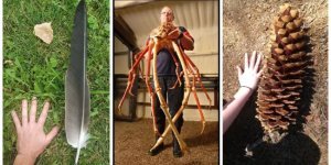 18 сравнительных размеров, о которых вы и не догадывались (18 фото)