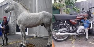 20 things whose actual size can only be assessed by comparison (21 photos)