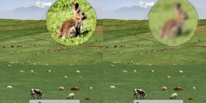 What is it about eagle eyes that makes them the best of all animals? (4 photos + 1 video)