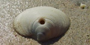 Хто просвердлив дірки у раковинах? (7 фото + 2 відео)