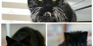 Фотографии очаровательных черных питомцев (41 фото)