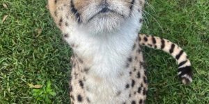 Дикі кішки Австралії (29 фото)