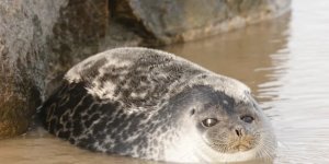 Ringed Seal: The northernmost mammal on the planet. They can be found even at the North Pole (9 photos)