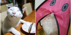 20+ уморительных котов, чье поведение не поддается объяснению (31 фото)