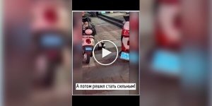 У шерстяных животных своя война