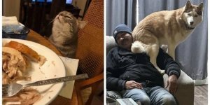 15 угарных животных, которые работают лучше всяких антидепрессантов (16 фото)