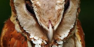 Масковые  сипухи: «Кривая» голова и странные формы,  но это идеальный костюм для охоты в непроходимых  лесах (6 фото)