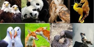 Однолюбы (25 фото)