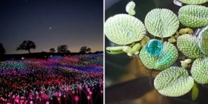 15 раз, когда людям случайно попались настоящие шедевры (16 фото)