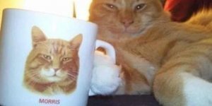 20 найкращих фотографій кішок (20 фото)