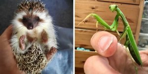 Unusual pets (19 photos)