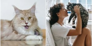 20+ цікавих фактів про наших улюбленців - кішок (30 фото)