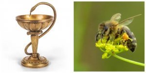 Not Just Herbs: How Do Animals Help Heal Diseases? (5 photos)