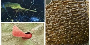 20 simple objects that we decided to examine under a microscope and discovered a wonderful world (20 photos)