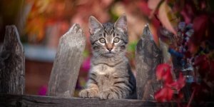 I can see everything from above! (21 photos)